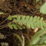 Grammitis villosissima Лист