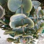 Sedum sieboldii Hoja