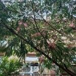 Albizia julibrissinКвітка