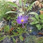 Aster amellus ശീലം