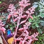 Aloe secundiflora Flower