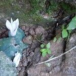 Cyclamen creticum Flower