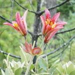 Lilium bolanderi Flor