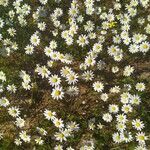 Anthemis arvensis 花