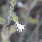 Salvia aegyptiaca 花