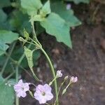 Commicarpus plumbagineus Blüte