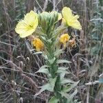 Oenothera biennisFiore