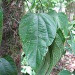 Dalechampia scandens Blatt