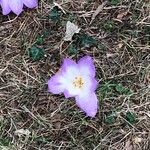 Colchicum lusitanum Květ