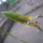 Bulbophyllum schinzianum Flower