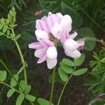 Coronilla variaফুল