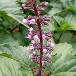 Ocimum carnosum Floare