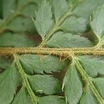 Polystichum transvaalense Leaf