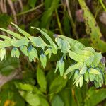 Cerinthe glabra Hoja