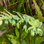 Cerinthe glabra Blad