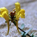Linaria thymifolia Flor