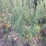 Iva asperifolia