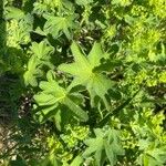 Alchemilla monticola Leaf