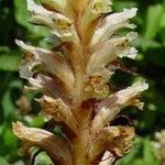 Orobanche hederae Flower