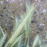 Hordeum murinum Fleur