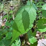 Oclemena acuminata Blad