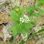 Comandra umbellata Kvet