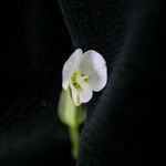 Canscora alata Flower