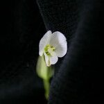 Canscora alata Flor