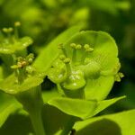 Euphorbia illirica Květ