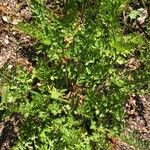 Oenanthe lachenalii Leaf