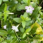 Vinca difformis Fuelha