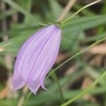 Campanula cespitosa