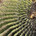Ferocactus wislizeni Casca