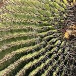 Ferocactus wislizeni Bark