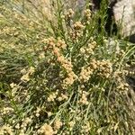 Baccharis sarothroides Flor