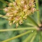 Oenanthe crocata 花
