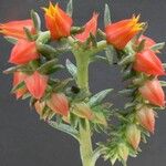 Echeveria tamaulipana Flower
