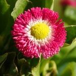 Bellis perennis 花