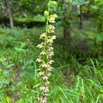 Epipactis helleborine Lorea