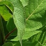 Verbascum nigrum Blatt