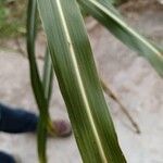 Sorghum halepenseFeuille