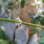 Salvia discolor Lorea