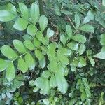 Murraya paniculata Φύλλο
