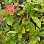 Ixora chinensisBlodyn