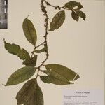 Eurya cerasifolia 其他