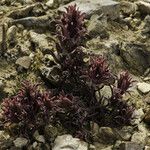 Castilleja nana Hábito
