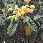 Eriobotrya japonica Mbuma