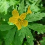 Anemone ranunculoidesKvet