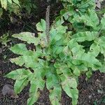 Habenaria commelinifolia
