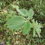 Mimosa albida Leaf